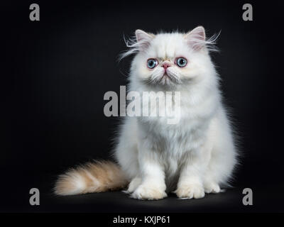 Persische Katzen/Kätzchen front vorwärts auf schwarzem Hintergrund links von der Kamera Stockfoto