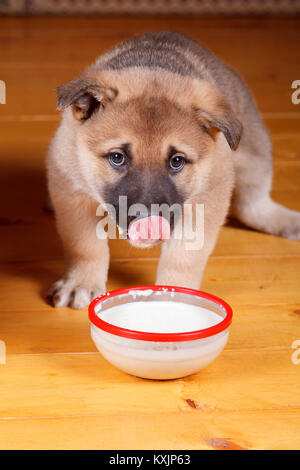 Ein wenig cute puppy isst aus einer Schüssel Milch Brei. Künstliche Beleuchtung Stockfoto