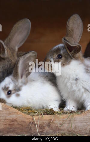 Drei junge Kaninchen sitzen in einem Stall. Stockfoto