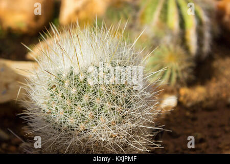 Cactus gepflanzt im Boden, bis Schuß schließen Stockfoto