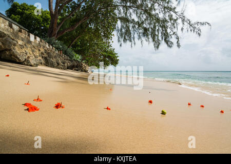 Tropische Blumen verloren ihre Blütenblätter auf einem Strand von Barbados. Stockfoto