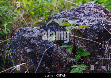 Erdbeere auf Risse im Stein wachsen. Anlage durch Risse im Gestein wachsende, überleben Konzept. Natürliche Hintergrund. Hintergrund Bild. Stockfoto