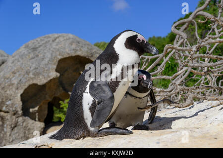 African Penguin, Spheniscus demersus, Boulders Beach oder Boulders Bay, Simons Town, South Afrika, Indischer Ozean Stockfoto