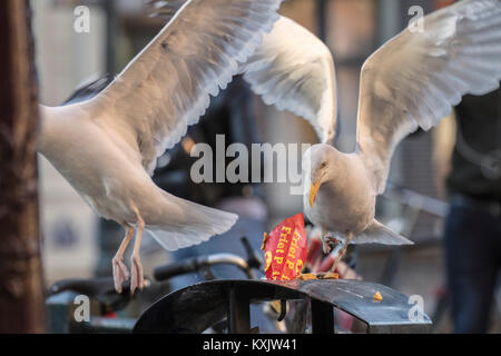 Die Niederlande, Amsterdam, Europäischen Silbermöwe (Larus argentatus) auf der Suche nach Essen im Müll. Urban Nature. Stockfoto