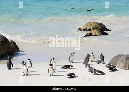 Kolonie afrikanischer Pinguine Spheniscus demersus, Boulders Beach oder Boulders Bay, Simons Town, South Afrika, Indischer Ozean Stockfoto