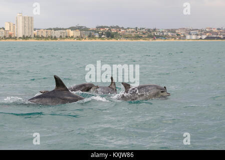 Gemeinsame große Tümmler, Tursiops truncatus, Porth Elizabeth, der Algoa Bay, Nelson Mandela Bay, Südafrika, Indischer Ozean Stockfoto