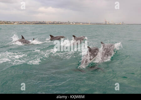 Gemeinsame große Tümmler, Tursiops truncatus, Porth Elizabeth, der Algoa Bay, Nelson Mandela Bay, Südafrika, Indischer Ozean Stockfoto