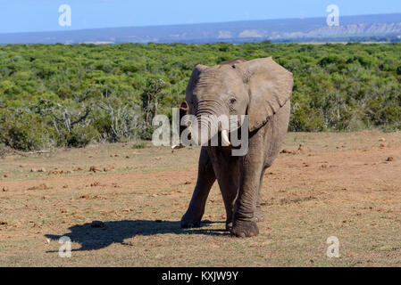 Afrikanischen Busch Elefant, Loxodonta africana, Südafrika, Porth Elizabeth, Addo Natinal Park Stockfoto