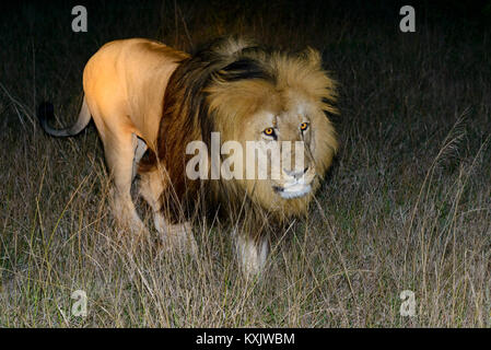 Cape Lion oder South African Lion, männlich, Panthera leo, Südafrika, Porth Elizabeth, Schotia Safaris Private Game Reserve Park Stockfoto