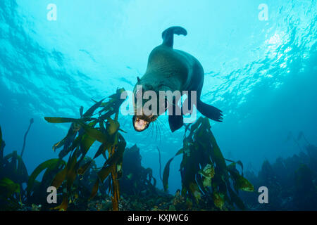 South African fur seal Baden zwischen Algen, Arctocephalus pusillus pusillus, False Bay, Simons Town, South Afrika, Indischer Ozean Stockfoto
