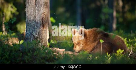 Wilde Braunbär (Ursus arctos) im Sommer Wald Stockfoto
