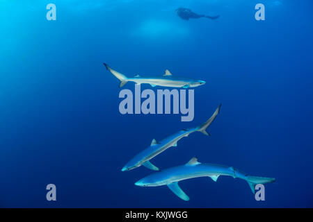 Blauhaie und Scuba Diver, Prionace Hastata, Kap der Guten Hoffnung, Südafrika, offshore im Atlantik Stockfoto