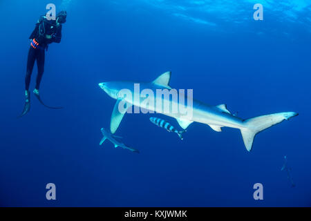 Blue Shark und Scuba Diver, Prionace Hastata, Kap der Guten Hoffnung, Südafrika, offshore im Atlantik Stockfoto
