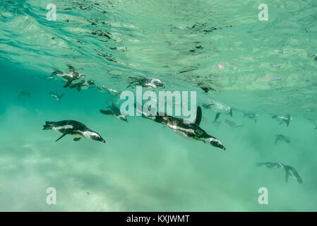 Afrikanische penguis Tauchen Unterwasser, Spheniscus demersus, Boulders Beach oder Boulders Bay, Simons Town, South Afrika, Indischer Ozean Stockfoto