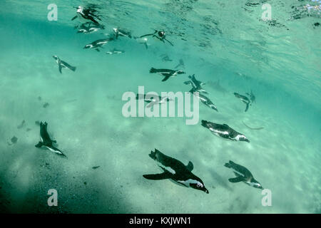 Afrikanische penguis Tauchen Unterwasser, Spheniscus demersus, Boulders Beach oder Boulders Bay, Simons Town, South Afrika, Indischer Ozean Stockfoto