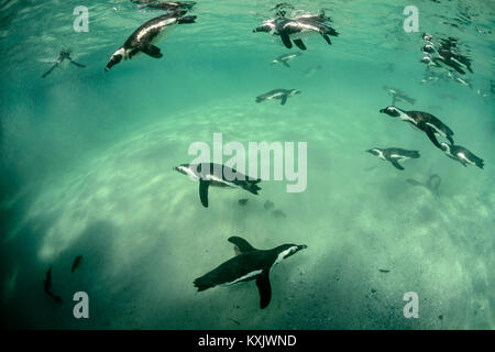 Afrikanische penguis Tauchen Unterwasser, Spheniscus demersus, Boulders Beach oder Boulders Bay, Simons Town, South Afrika, Indischer Ozean Stockfoto