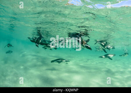 Afrikanische penguis Tauchen Unterwasser, Spheniscus demersus, Boulders Beach oder Boulders Bay, Simons Town, South Afrika, Indischer Ozean Stockfoto