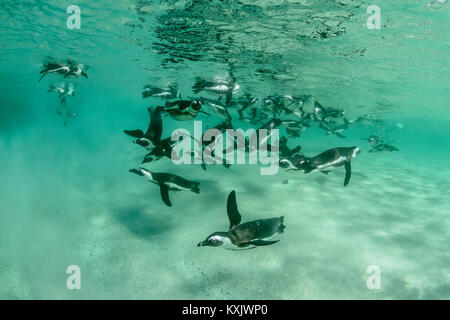 Afrikanische penguis Tauchen Unterwasser, Spheniscus demersus, Boulders Beach oder Boulders Bay, Simons Town, South Afrika, Indischer Ozean Stockfoto