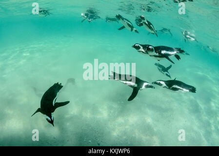 Afrikanische penguis Tauchen Unterwasser, Spheniscus demersus, Boulders Beach oder Boulders Bay, Simons Town, South Afrika, Indischer Ozean Stockfoto