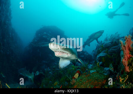 Sand Tiger Shark, Raggedthoothed Hai und Scuba Diver, Carcharias Taurus, Porth Elizabeth, der Algoa Bay, Nelson Mandela Bay, Südafrika, Indischer Ozean Stockfoto