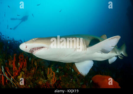 Sand Tiger Shark, Raggedthoothed Hai und Scuba Diver, Carcharias Taurus, Porth Elizabeth, der Algoa Bay, Nelson Mandela Bay, Südafrika, Indischer Ozean Stockfoto