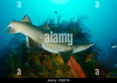 Sand Tiger Shark oder Raggedthoothed Hai, Carcharias Taurus, Porth Elizabeth, der Algoa Bay, Nelson Mandela Bay, Südafrika, Indischer Ozean Stockfoto