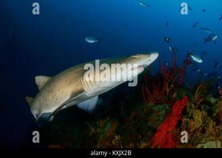 Sand Tiger Shark oder Raggedthoothed Hai, Carcharias Taurus, Porth Elizabeth, der Algoa Bay, Nelson Mandela Bay, Südafrika, Indischer Ozean Stockfoto