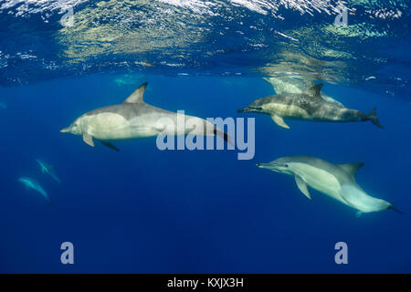 Langschnabeldelfin, Delfinschule, Delphinus capensi, Porth Elizabeth, Algoa Bay, Nelson Mandela Bay, Südafrika, Indischer Ozean Stockfoto