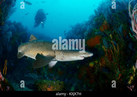 Sand Tiger Shark, Raggedthoothed Hai und Scuba Diver, Carcharias Taurus, Porth Elizabeth, der Algoa Bay, Nelson Mandela Bay, Südafrika, Indischer Ozean Stockfoto