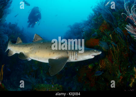 Sand Tiger Shark, Raggedthoothed Hai und Scuba Diver, Carcharias Taurus, Porth Elizabeth, der Algoa Bay, Nelson Mandela Bay, Südafrika, Indischer Ozean Stockfoto