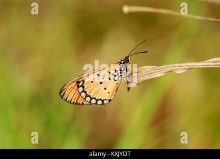 Acraea terpsicore, die tawny Coster, ist ein kleines, 53 - 64 mm, ledrigen, geflügelte Schmetterling, die im Gras und Gestrüpp Lebensräume üblich ist. Stockfoto