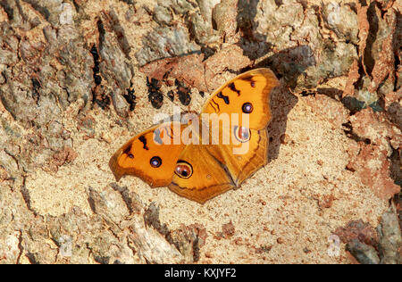 Junonia almana, der Pfau Stiefmütterchen, ist eine Pflanzenart aus der Gattung der nymphalid Schmetterling in Südasien gefunden. Es gibt sie in zwei verschiedenen erwachsenen Formen. Stockfoto