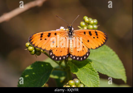 Acraea terpsicore, die tawny Coster, ist ein kleines, 53 - 64 mm, ledrigen, geflügelte Schmetterling, die im Gras und Gestrüpp Lebensräume üblich ist. Stockfoto