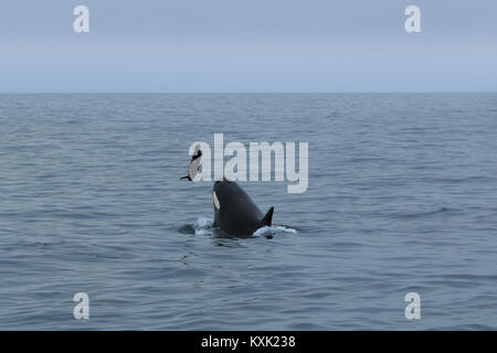 Orca lehrt Kind Jagd durch frisch werfen Dichtung in die Luft und in das Wasser. Stockfoto