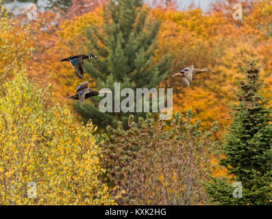 Stockenten im Flug Stockfoto