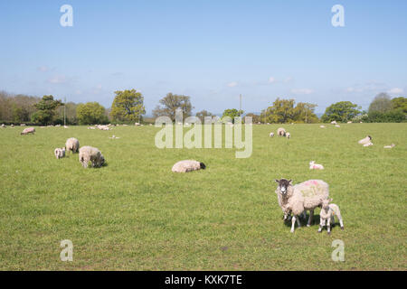 Weidende Schafe mit junge Lämmer in einem Feld in Friz Hügel, in der Nähe von Walton, Warwickshire, England, Grossbritannien, Europa Stockfoto