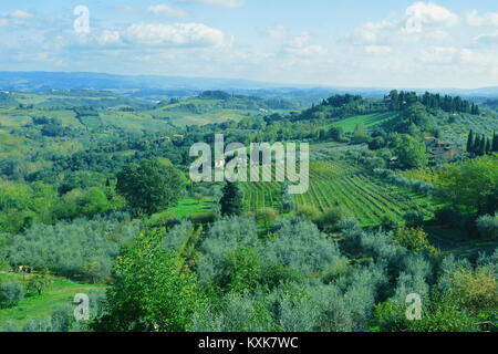 Toskanische Landschaft mit Olivenhainen und Weinbergen. Kommen Sie in die Toskana und erkunden Sie. Stockfoto