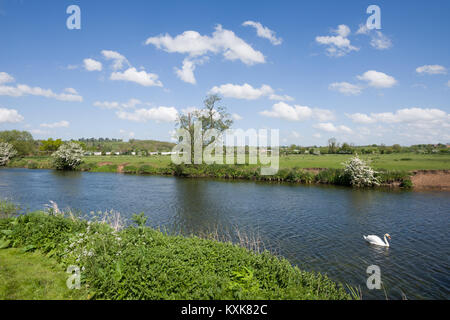 Ein Schwan auf dem Fluss Avon im Tiddington, in der Nähe von Stratford-upon-Avon, Warwickshire, England, Grossbritannien, Europa Stockfoto