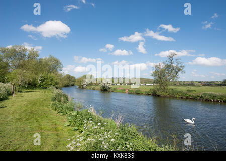 Ein Schwan auf dem Fluss Avon im Tiddington, in der Nähe von Stratford-upon-Avon, Warwickshire, England, Grossbritannien, Europa Stockfoto