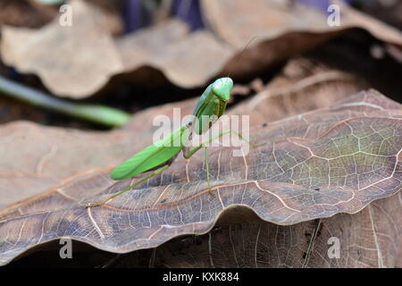 Eine Gottesanbeterin posiert für die Kamera, wie es in seiner Umgebung Spaziergänge. Stockfoto