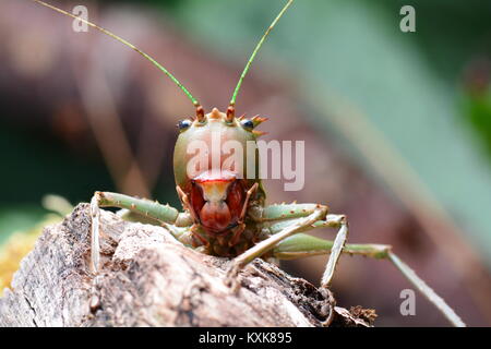 Ein Drachen Katydid sieht in die Kamera bedrohlich. Stockfoto
