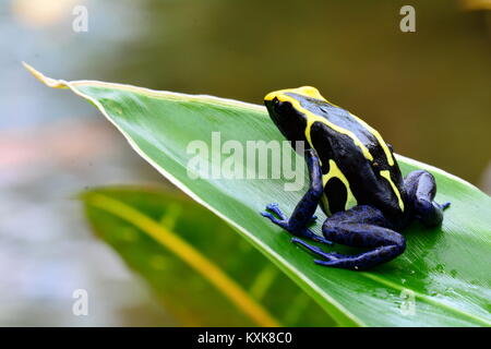 Eine hübsche Poison dart Frog sitzt auf einer Pflanze Blatt in den Gärten. Stockfoto