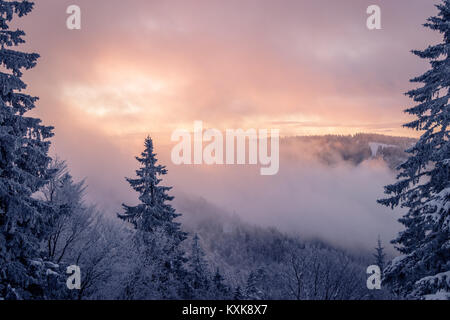 Extrem kalten Schwarzwald bis in den frühen Morgen lila orange Sonnenstrahlen erwärmt. Der Himmel öffnet sich und die Tannen sind mit Schnee nach abgedeckt Stockfoto