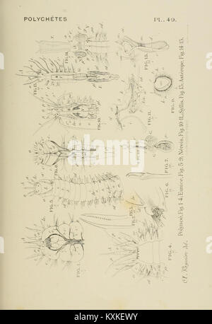 Atlas d'anatomie comparée des invertébrés (8591498733) Stockfoto