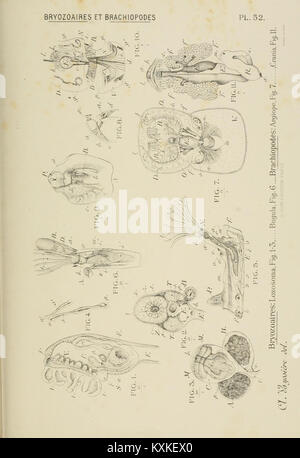 Atlas d'anatomie comparée des invertébrés (8591500045) Stockfoto