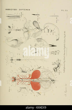 Atlas d'anatomie comparée des invertébrés (8592590742) Stockfoto