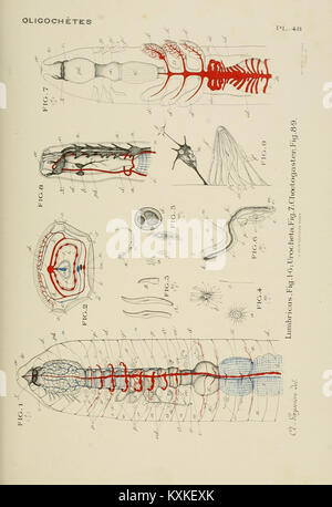 Atlas d'anatomie comparée des invertébrés (8592598342) Stockfoto