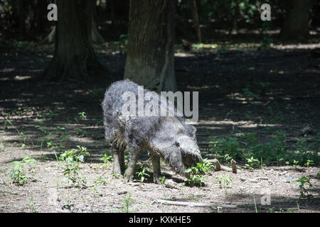 Auf dem Land, Serbien - Die Mangalica (Mangalitsa, mangalitza) Eine alte ungarische Hunderasse der Hausschwein frei wandernde Wälder und auf der Suche nach Essen Stockfoto