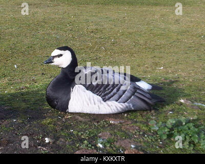 „Apcalad 2011“ ist eine Publikation aus dem Jahr 2011, die wahrscheinlich wissenschaftliche, medizinische oder technische Forschung dokumentiert und Daten und Analysen auf ihrem jeweiligen Gebiet bereitstellt. Stockfoto