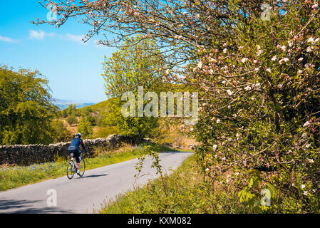 Weibliche Radfahrer auf ruhigen Gasse zwischen Cartmel und Haverthwaite im englischen Lake District, auf nationale Zyklus Netzwerk Weg 70 Stockfoto